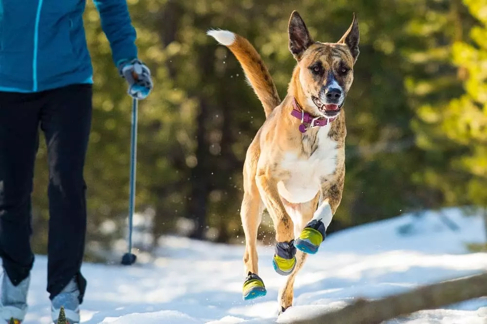 Dog booties to protect wood clearance floors